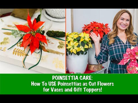 POINSETTIA CARE: New Varieties! How To USE Poinsettias as Cut Flowers for Vases and Gift Toppers!