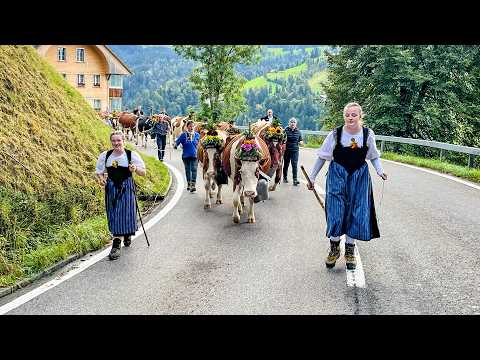 Alpabzug der Familie Haldimann🇨🇭🐄