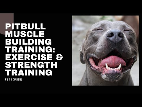 How to Make Your Pitbull Muscular | Pitbull Muscle Building Training #pitbull