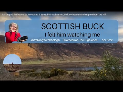 Scottish Highlands road trip #scottishhighlandsroadtrip #buck #deer by Strathcarron #scotland