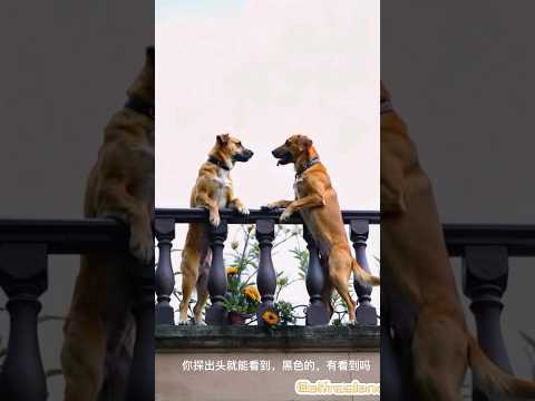 狗狗搞笑故事|好奇小狗视频|小狗发现怪物Dogs find monster#shortvideo #funny #funnyanimal #dog#dogshorts #funnydog