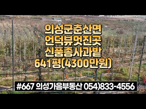 #667 의성가음부동산 시세반값!! 마을근처 산밑 확트인 사과밭 3년생 신품종 641평 4300만 (당6.7만) 전기수도가능 물시설완비 주말농장 귀농적합 #의성땅과수원#의성부동산