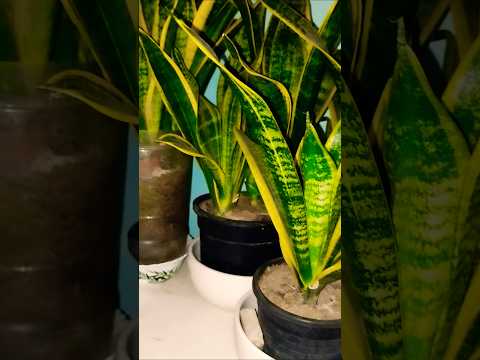 How To Care Snake Plants in Winter | Trending Short Video #trending   #short   #shorts   #trending