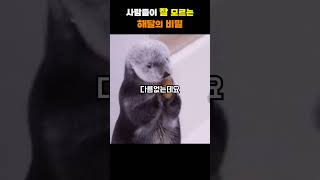 너무나도 귀여운 해달의 비밀