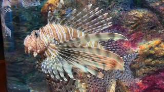 渋川マリン水族館にいこう🐠