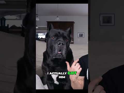 The Truth About Dog Food  Avoid Harmful Byproducts #canecorso #dog #shorts