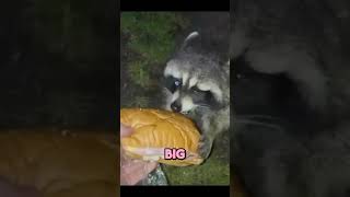 Most funny Animals in the world  14 🔥🔥 #shortsuccess #shorts #shortvideo #shortsfeed #youtubeshorts