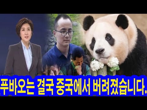 KBS뉴스9: 이용 가치가 떨어지자 푸바오는 결국 중국에 버려졌다. 푸바오의 숙소는 더 유명한 판다에게 맡겨졌답니다!"푸바오를 구하지 못해서 미안해"라고 쉬샹 흐느껴 울면서 말했다