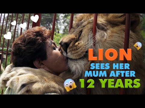 lion sees her adoptive mum after 12 years