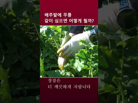 김장 배추밭에 무를 같이 심으면 생기는 일 #shorts