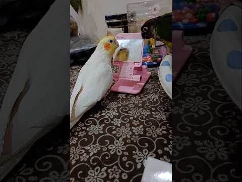 Milo's Melodious Moment: A Cockatiel's Concert Interrupted by a Jealous Conure!#cockatielscraze