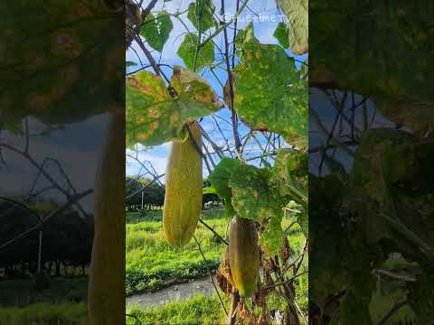 🥰 힐링되는 시골 길의 풍경을 보며  🌳 #힐링 #힐링음악 #시골길 #풍경