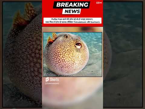 Puffer Fish_ A Dengarous fish Vedio #ytshots #fishingvideo