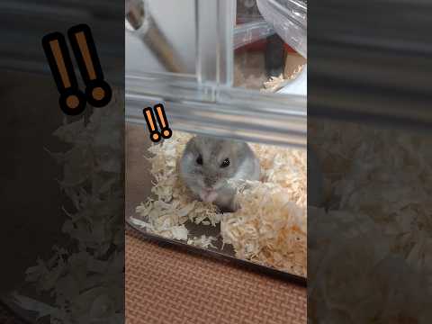 反応が可愛いハムスター（ピク）#ハムスター #ジャンガリアンハムスター#可愛い#癒し#チラ見#hamsters #pretty