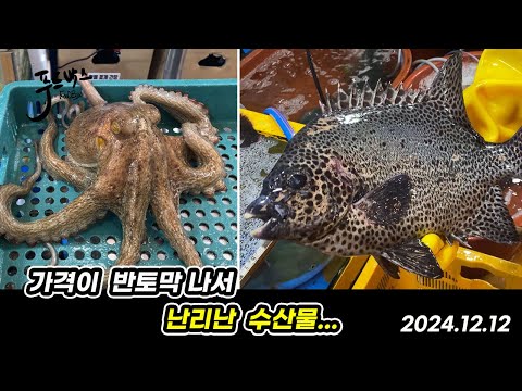 가격이 반토막 나서  현재 난리난 수산물... 12월  12일  노량진 수산시장