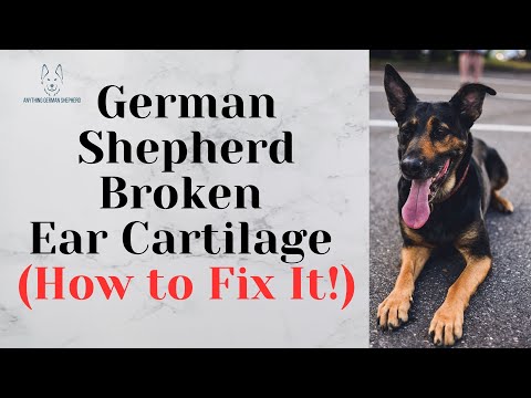 German Shepherd Broken Ear Cartilage (How to Fix It!)