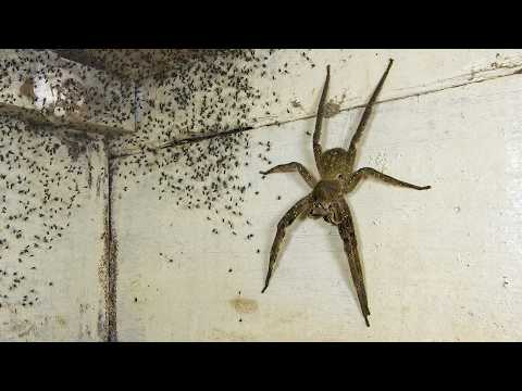 10 Biggest Spiders In The World