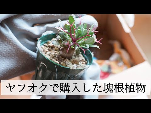 【塊根植物】オークションで購入＆植え替え【オトンナ・ユーフォルビオイデス】