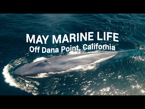 WHALES & DOLPHINS You Could See in MAY off Dana Point, California 🐳🐬