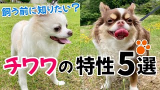 知らないと後悔する！？チワワの特性5選【犬を飼う】