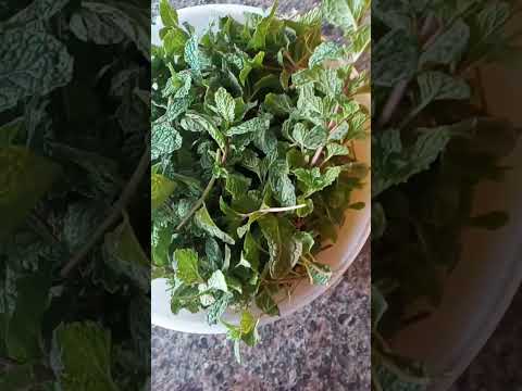 Fresh Pudina#mint# from my garden🤩🤩