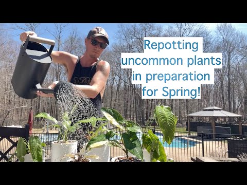 Repotting Uncommon Plants - Spring is here! | URBAN FARMBOYS