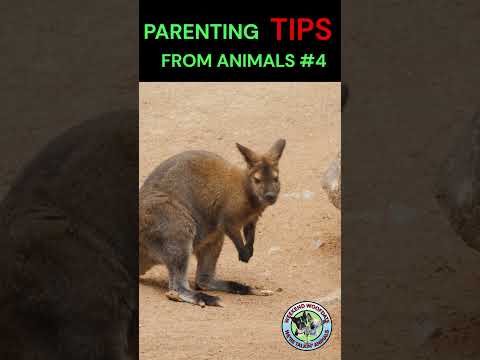 ANIMALS Give Parenting Tips 4 #funny #parentingadvice #parentingtips