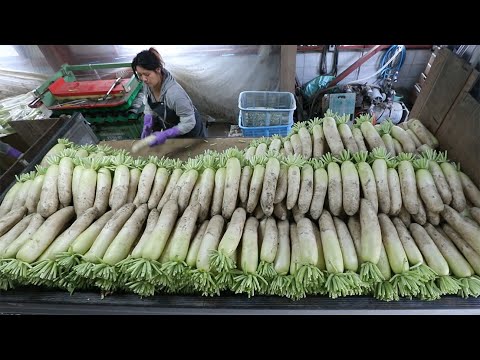 丸々育った旬の味、ダイコン出荷ピーク　たつの市御津町