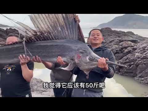 【阿向趕海】3h純享版 阿向海釣趕海，好貨不斷，太爽啦