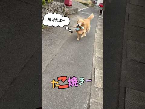 【一人でお使い】お友達へ『たこ焼き』を届けに行く愛犬ホット