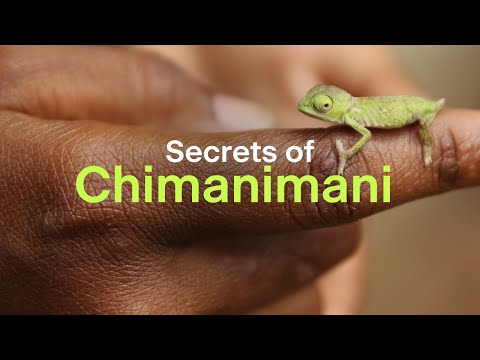 Secrets of Chimanimani revealed in biodiversity surveys