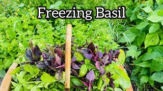 Freezing Basil Video 2023