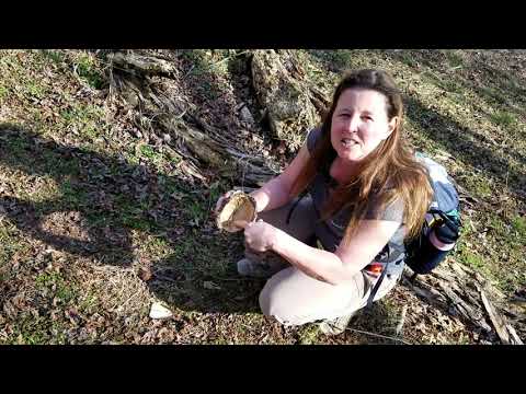 Found Box Turtle Shell