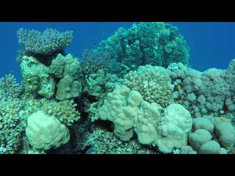 Egypt: Utopia Bay (diving) 8-11-2018