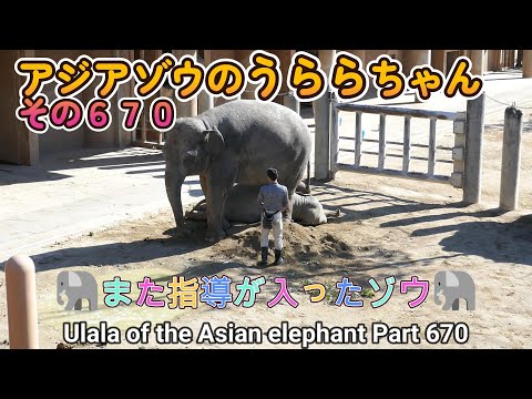 アジアゾウのうららちゃん（６７０）🐘また指導が入ったゾウ🐘（東山動植物園）Ulala of the Asian elephant Part 670