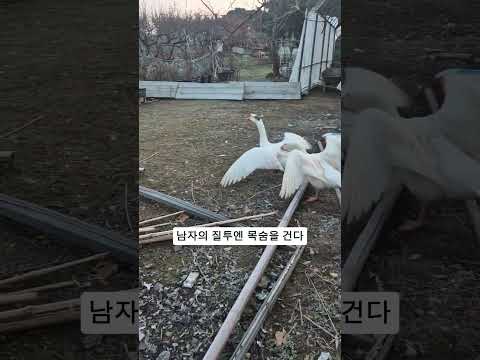 [동물의 세계] 니가 내 여자를 건들어!#디졌어 #시골살이 #동물의세계