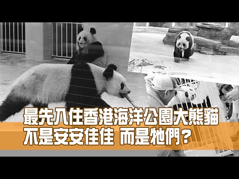 最先入住香港海洋公園大熊貓 不是安安佳佳 而是牠們？