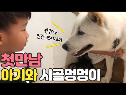 시골 강아지 5살 형과 첫 만남