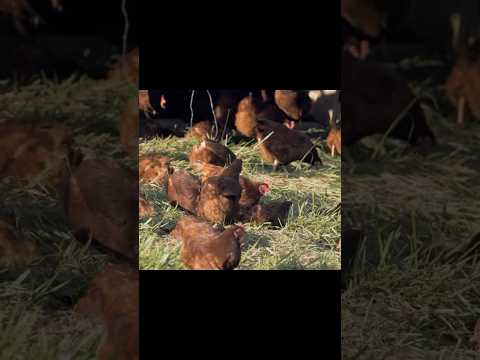 Add Limestone or Azomite (Calcium) to laying hen feed to strengthen the egg shells - Joel Salatin