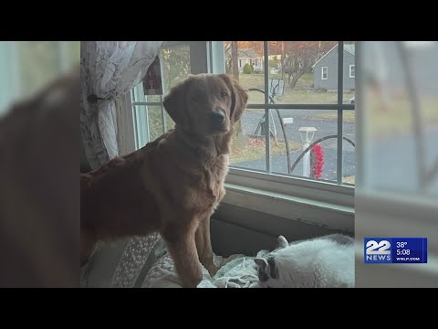 Family in West Springfield searching for missing Golden Retriever