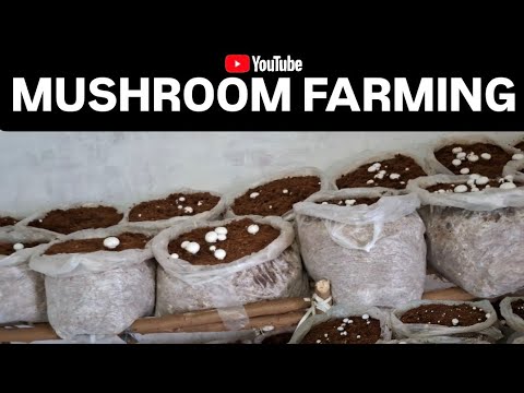 Mushroom farming business in India | Button mushroom farming