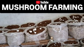 Mushroom farming business in India | Button mushroom farming