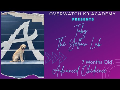 Toby | 7 Mo Lab | Advanced Obedience | OverWatch K9 Academy