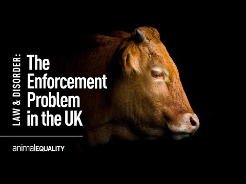 Law & Disorder: The Enforcement Problem With Animal Farms In The UK