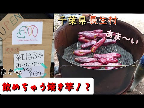 【飲めちゃう焼き芋！？】千葉県長生村にある『稲垣ドリーム·ファーム』さんで今まで食べたことない焼き芋を頂きました！超真っ赤な紅はるか。