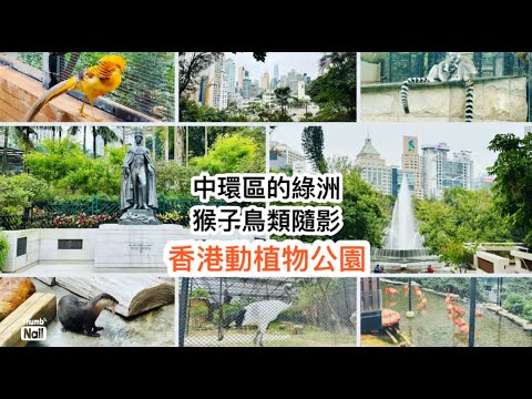 香港動植物公園一遊 ｜ 繁忙中環區中的一點綠 以前叫兵頭花園 ｜ 動植物公園內的動物隨影 很多猴子類和雀鳥的免費開放公園 《香港人遊香港-中環》