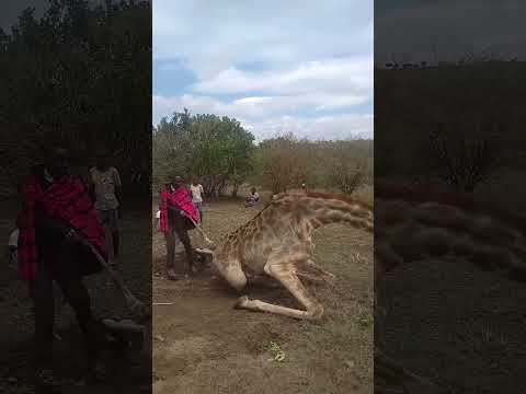 #safari #animals #wildlife #giraffe #africageovideo #elephant #maasaimara #magic