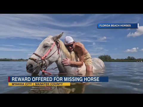 Rescue horse goes missing from Florida Beach Horses ban in Myakka City