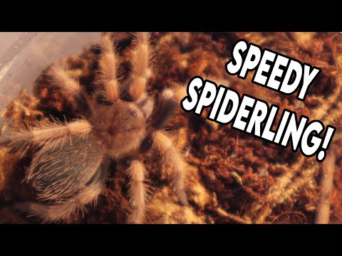 Mexican Red-Knee Spiderling Rehouse! [REHOUSE]