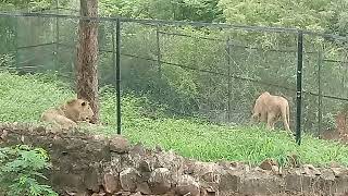 A pair of Lion and Lioness playing in Vandalur Zoo.